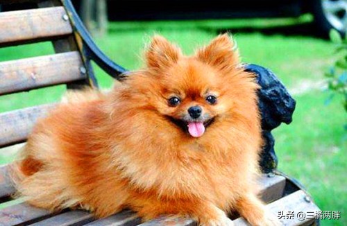 养博美泪痕严重怎么办,养博美没耐心了怎么办