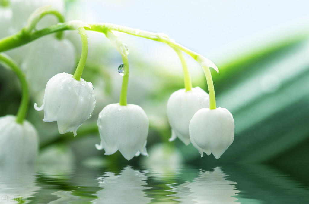 什么花适合送生日花,你的生日代表的花朵及寓意图片