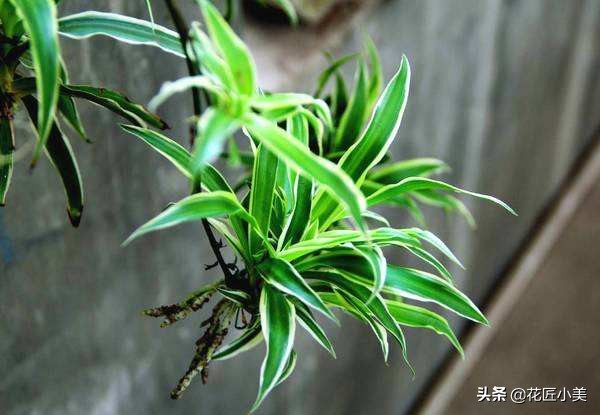 吊兰叶片少不长新叶片是什么原因,吊兰不长藤条怎么回事