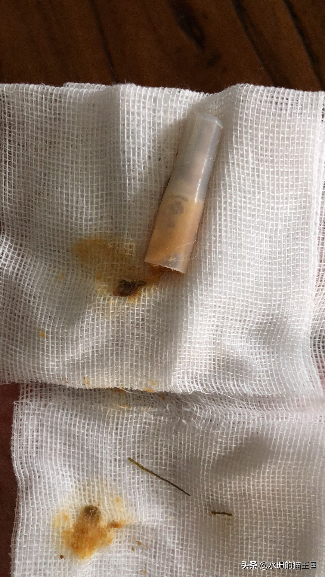 猫咪误吞骨头怎么治疗,猫咪误食异物怎么办小妙招