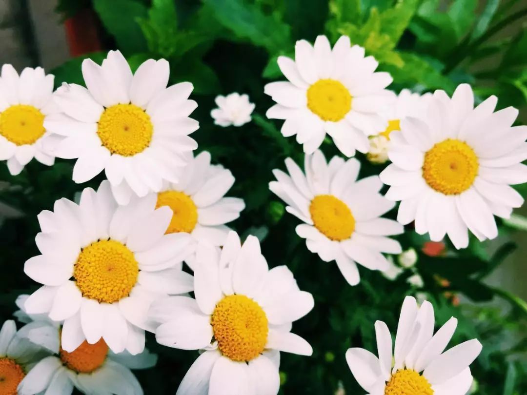 世界各国国花国树大全,世界地图及各国国花