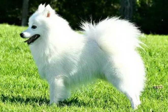 养哪种狗狗最简单又聪明听话,养到一只听话的狗狗真的不容易