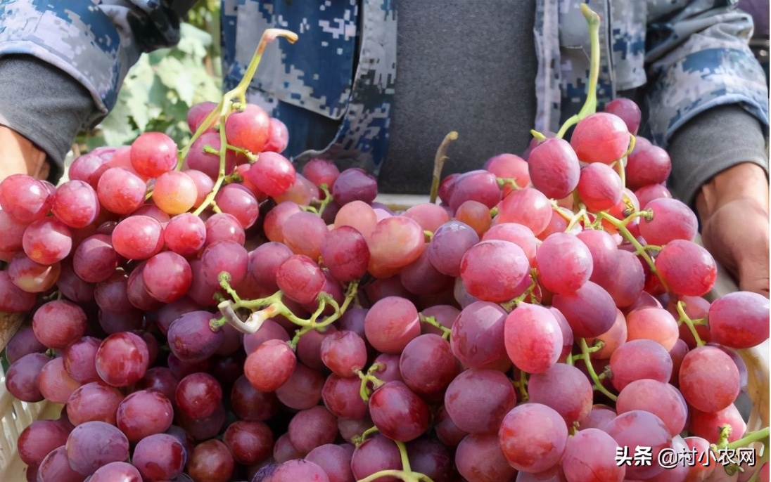 农村利润很吓人的10个冷门种植,农村有什么好的种植业赚钱的项目