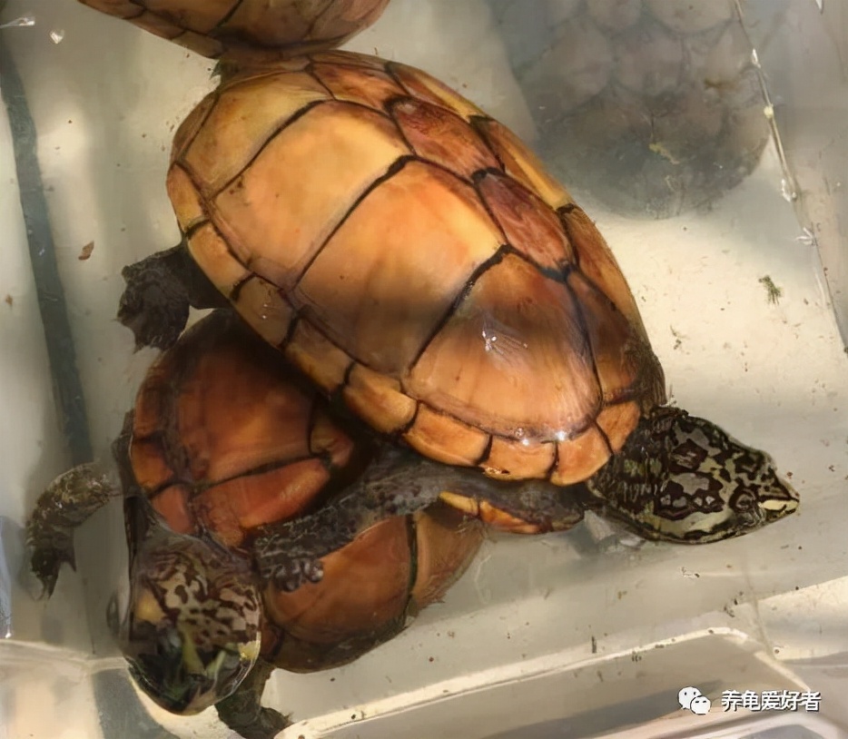 龟缸里的水很脏为什么一点都不臭,龟缸油膜有危害吗