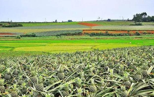 *诺斯**登是美国自导自演的*局骗**吗？