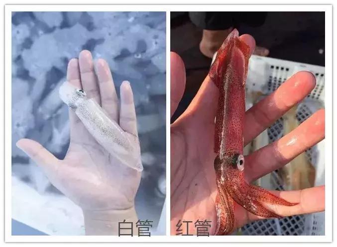 章鱼鱿鱼乌贼傻傻分不清,章鱼鱿鱼乌贼这三样有什么区别