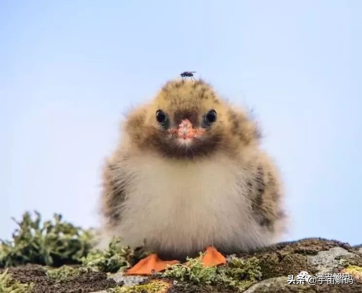 20张动物照片,宝宝萌照动物图片