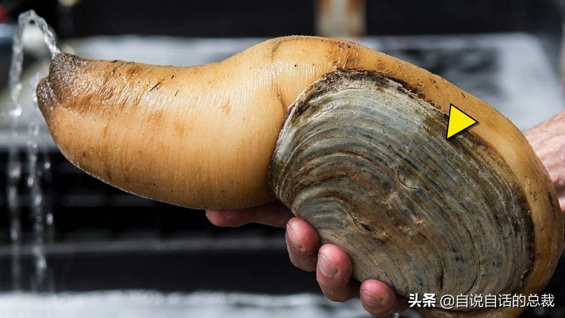 蛤、蚶、蛏、蚝、蚬有什么区别？这是一群美味海怪与人类的故事