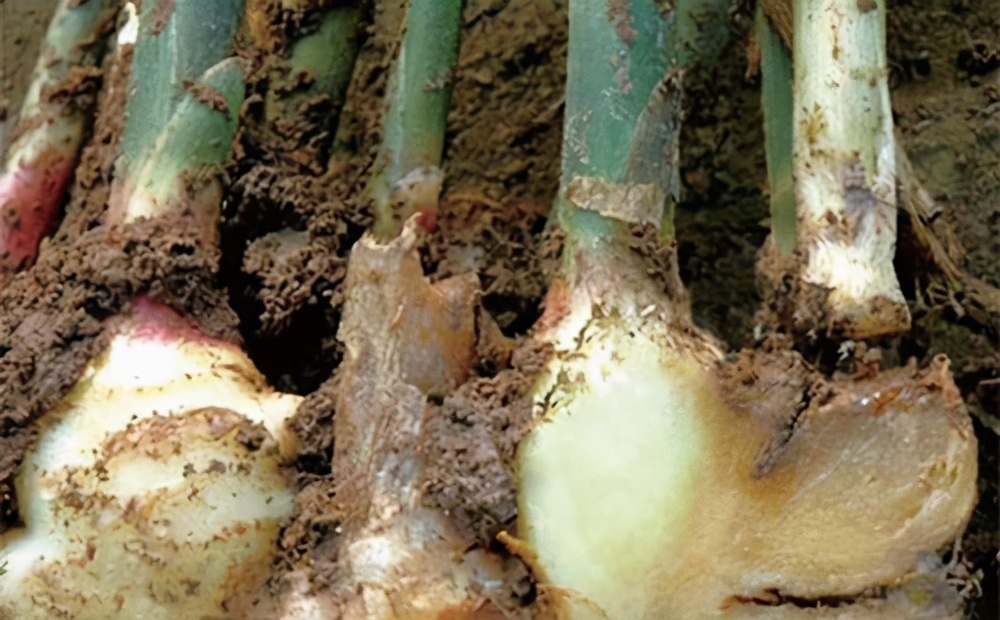 草木灰种生姜技术,桶种生姜技术