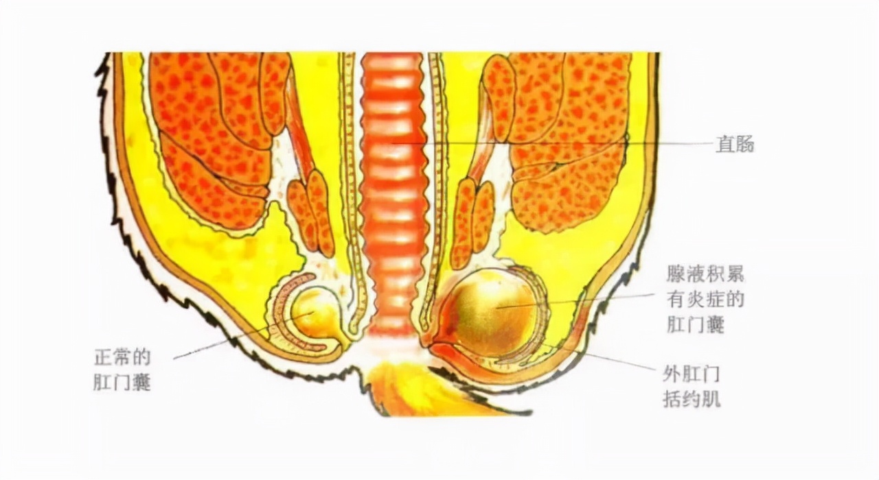 为什么动物在交配前,会先闻对方的屁股?