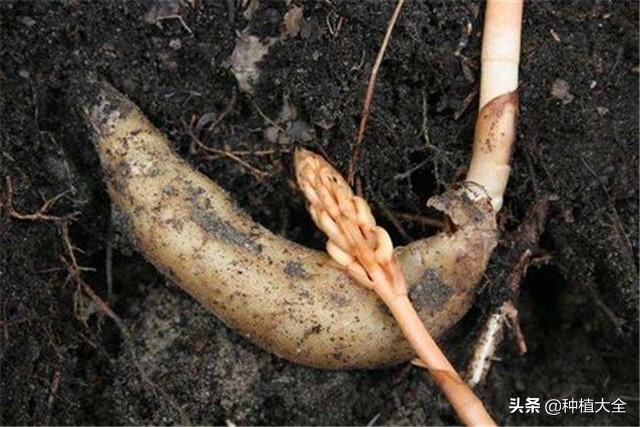 陕西天麻无土栽培种植技术,大田地膜栽培天麻技术