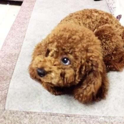 如何判断狗狗呕吐的原因,狗狗呕吐怎么判断病情