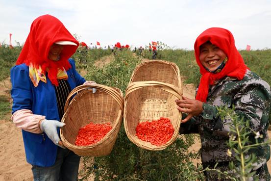 宁夏头茬红枸杞,宁夏头茬枸杞原浆官方旗舰店