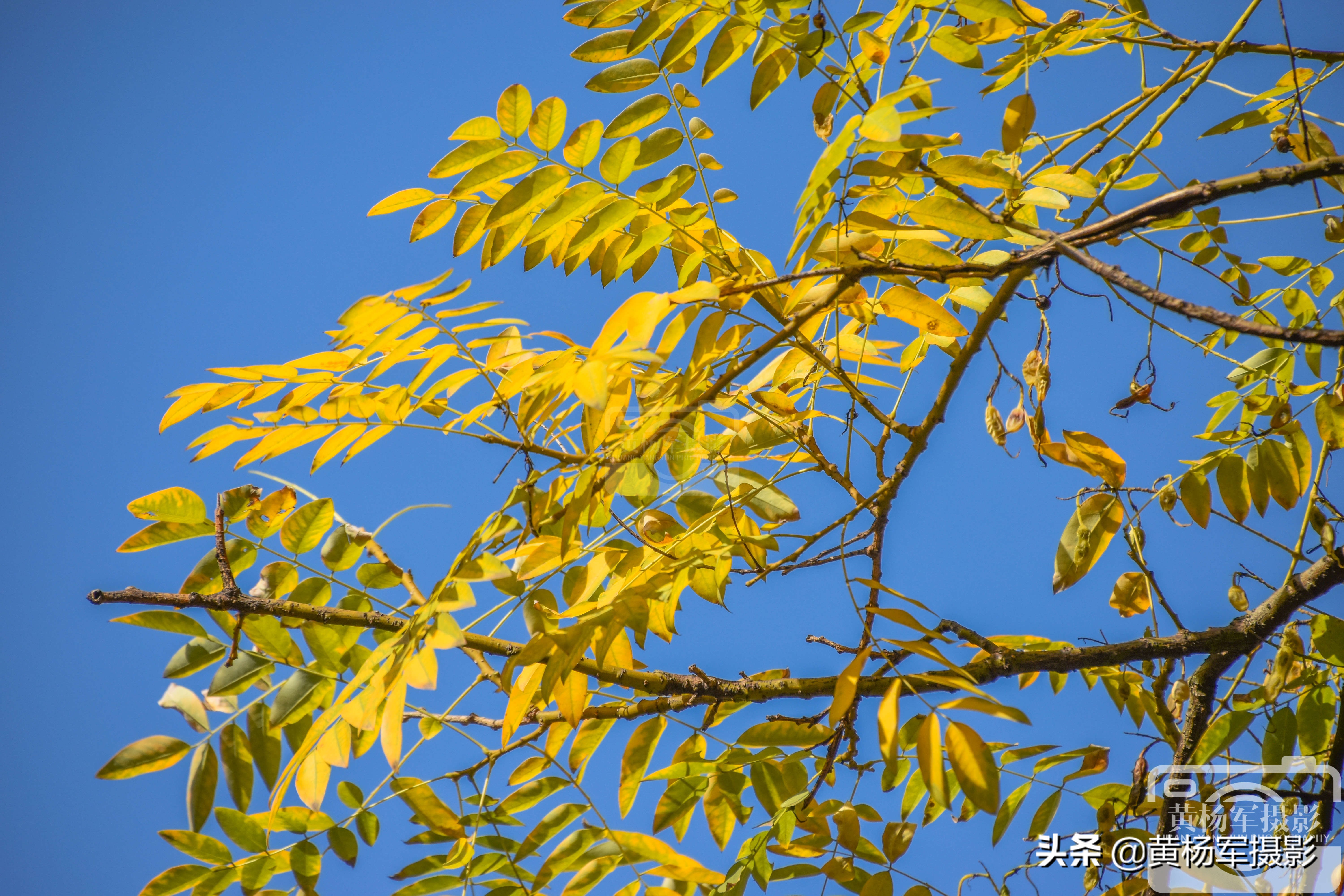 阳光下金灿灿的银杏叶,阳光下金黄的银杏叶