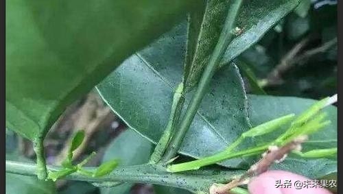 柑橘果子上长黑斑点是什么原因,柑橘果实有青斑点怎么防治