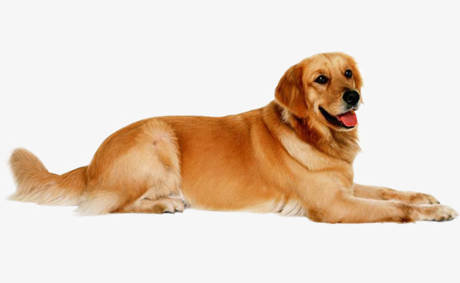 狗狗买什么品种最合适,怎么给狗狗选择宠物狗品种