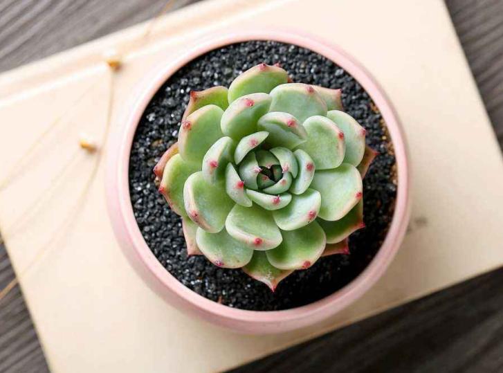 多肉生虫最有效的方法,多肉生虫怎么杀