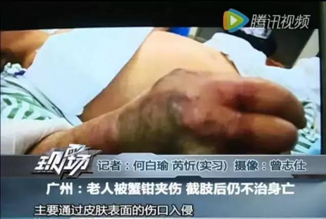 进口三文鱼与国产三文鱼哪个更好,进口三文鱼海鲜