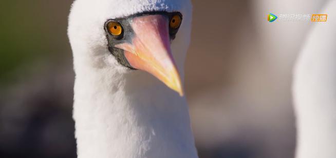 被吹爆的神片,被吹上天的神作