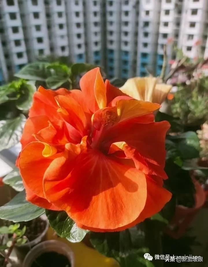 扶桑花和木槿花的区别图片,扶桑木槿花图片