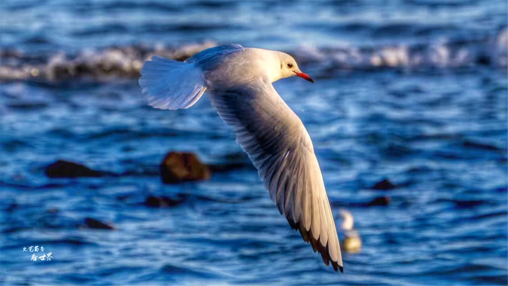 青岛哪个地方最适合养老经济实惠,青岛哪个区域适合养老
