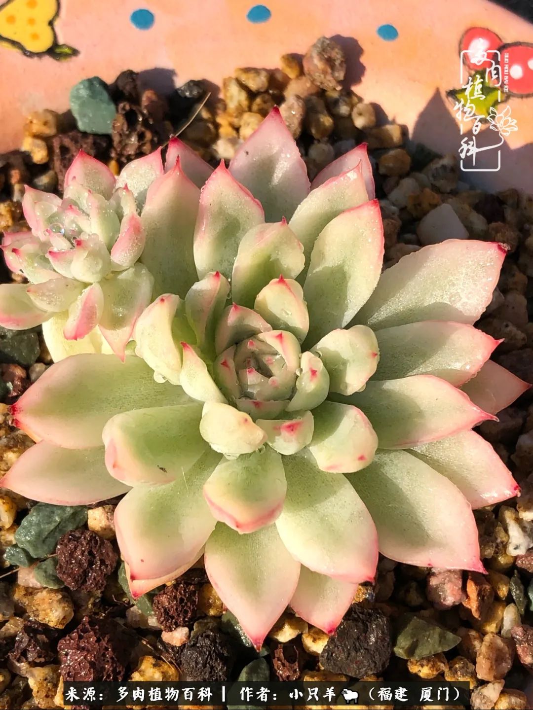 大城小爱:养多肉是个愉快的过程,种下去就有了无尽的期待