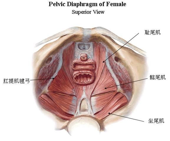 女性的难言之隐有哪些,女性的难言之隐漏尿科普