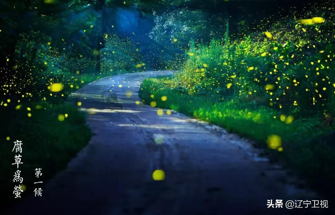 大暑酷热,大暑蝉鸣声