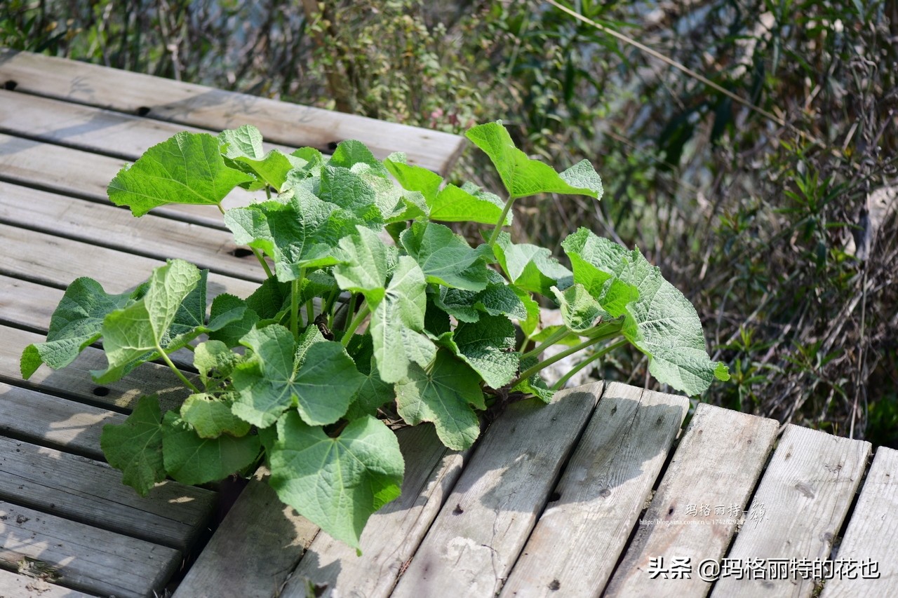 徒长花草怎样处理,徒长的树木怎么处理