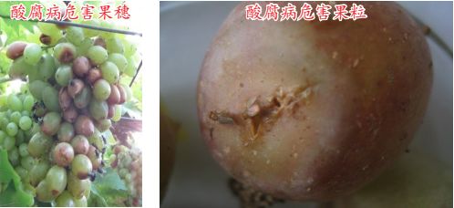 现在种植什么葡萄最赚钱,葡萄产业赚钱项目