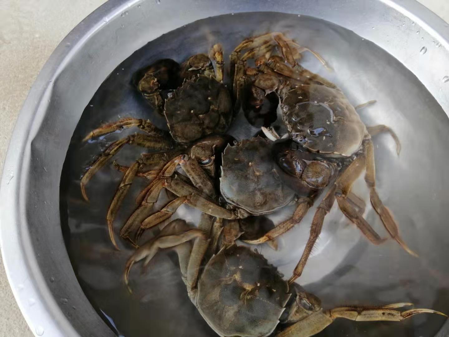 螃蟹的家常做法清蒸毛蟹,螃蟹除了清蒸辣炒外还能怎么做