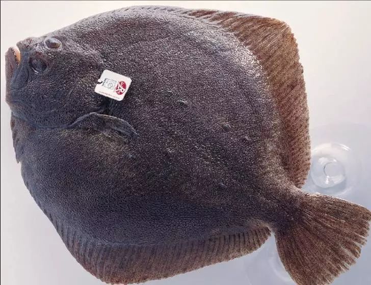 大菱鲆鱼养殖优缺点,大菱鲆处理方法