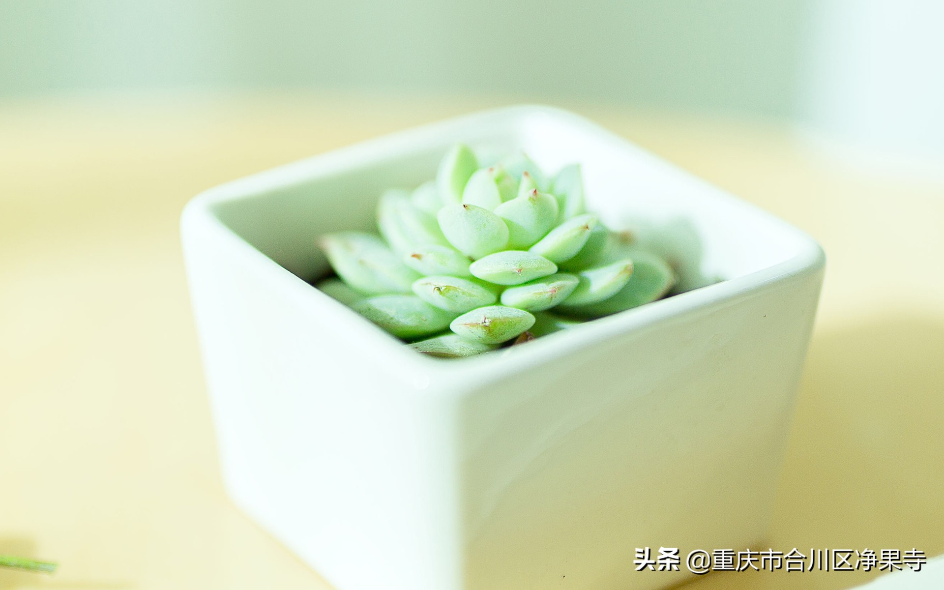 佛教用语南无阿弥陀佛是什么意思,南无阿弥陀佛真正含义