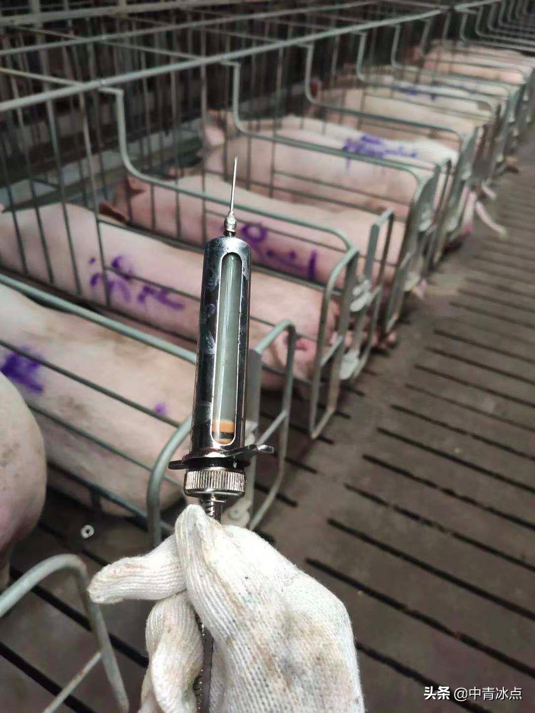 大学生养猪年薪18万,有人铲一次猪粪就跑路,和母猪同吃同睡,“时间长了腌入味儿”