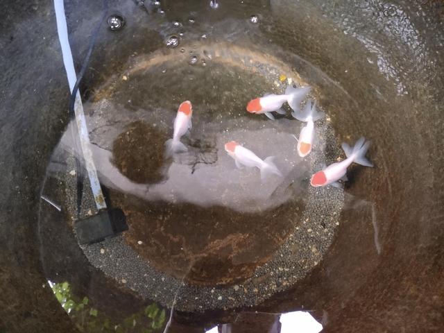 红顶虎金鱼,红顶虎金鱼视频