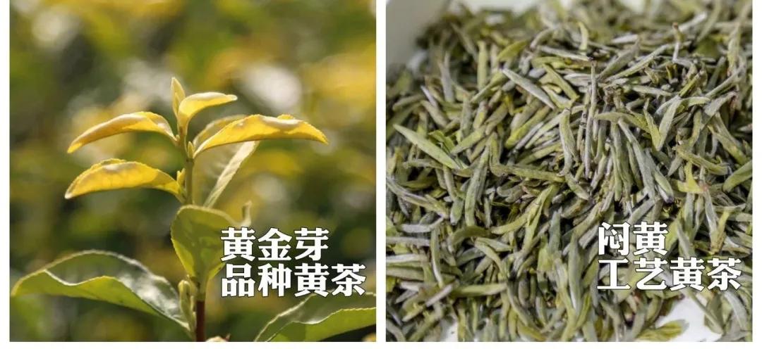 平阳黄茶滋味,平阳黄茶推荐