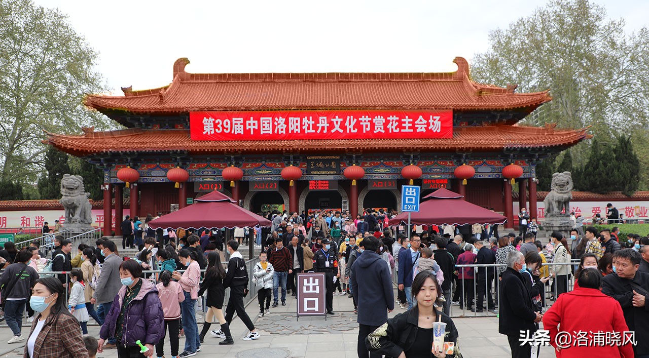 牡丹的名贵品种黑牡丹和绿牡丹,牡丹的稀有品种绿牡丹和黑牡丹