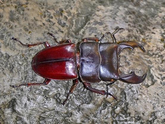 长戟大兜虫为什么淘宝上还能卖,长戟大兜虫中国养违法吗