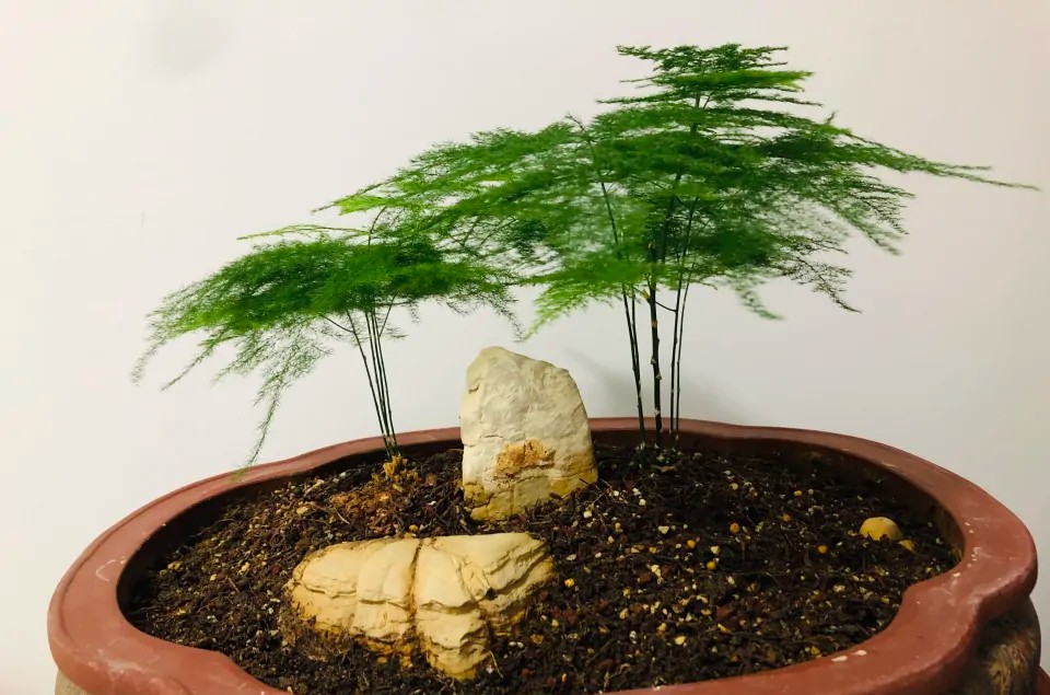 淘米水浇了发酵很臭怎么办,发酵淘米水浇花特别臭