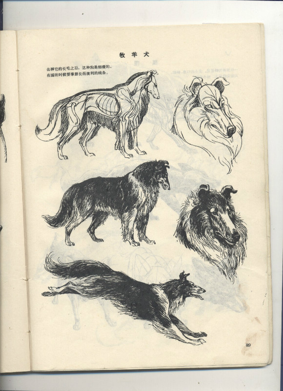 一百幅动物素描,近百幅动物画