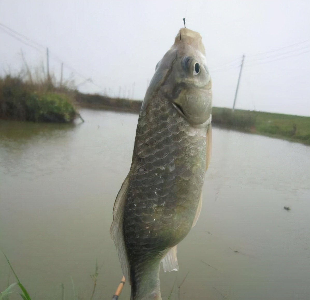 野钓鲫鱼爆护视频,鲫鱼爆护技巧
