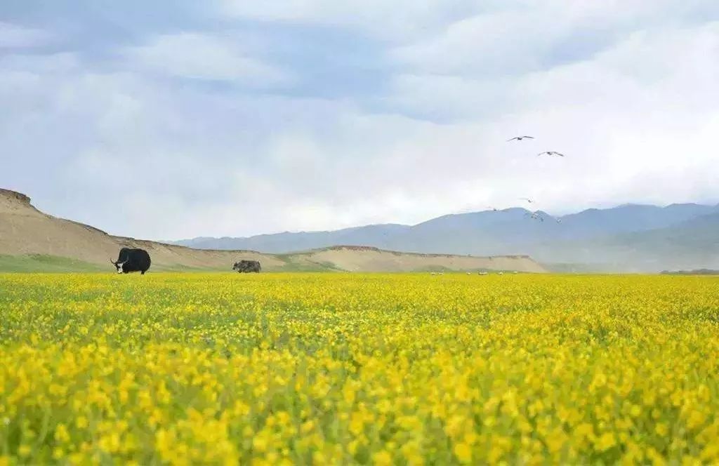 若诗若画若尔盖美景,若诗若画若尔盖文案