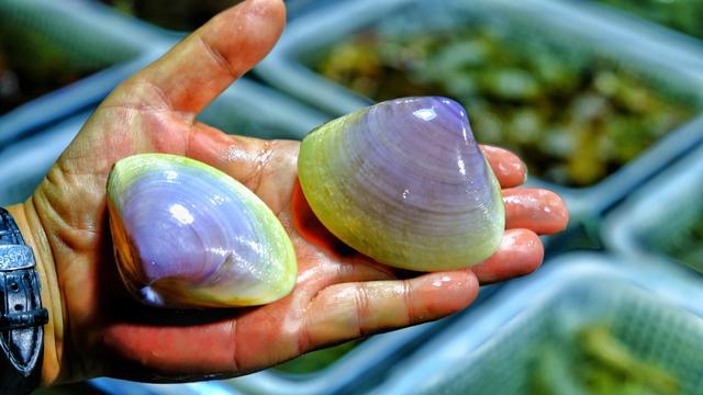 广东有什么适合游玩的岛屿,广东有什么好玩的海岛