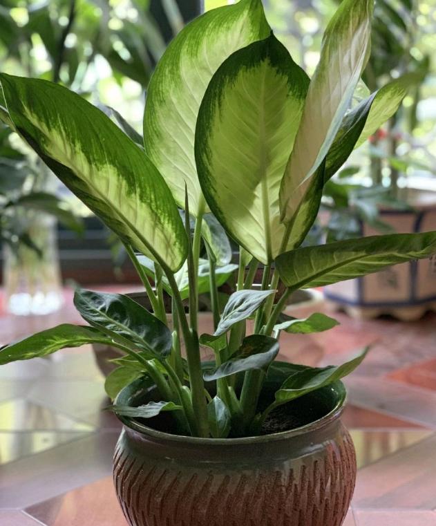 万年青叶子发黄怎么办施什么肥,万年青叶子长白霉如何处理