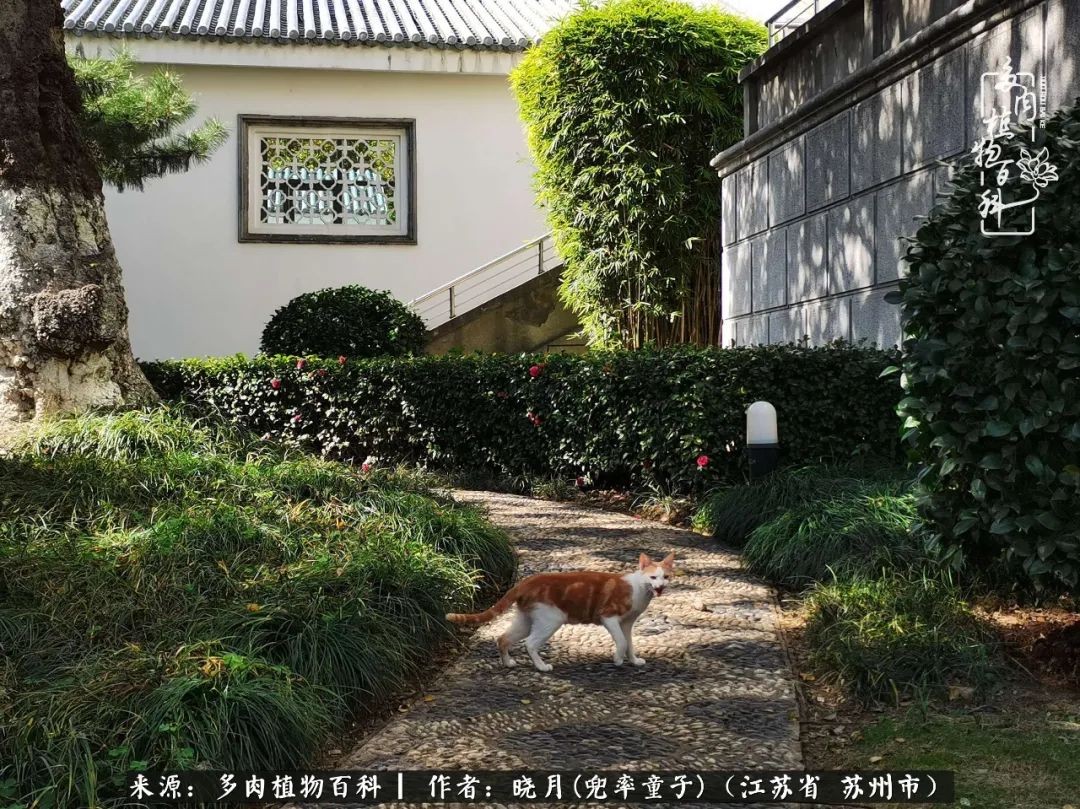 六年时间环游22个国家,却被多肉小萌物征服