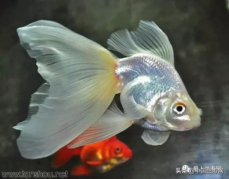 那些企图拿尾巴征服世界的金鱼们