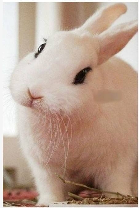 兔子耳螨性中耳炎歪头怎么治疗,兔中耳炎怎么治疗