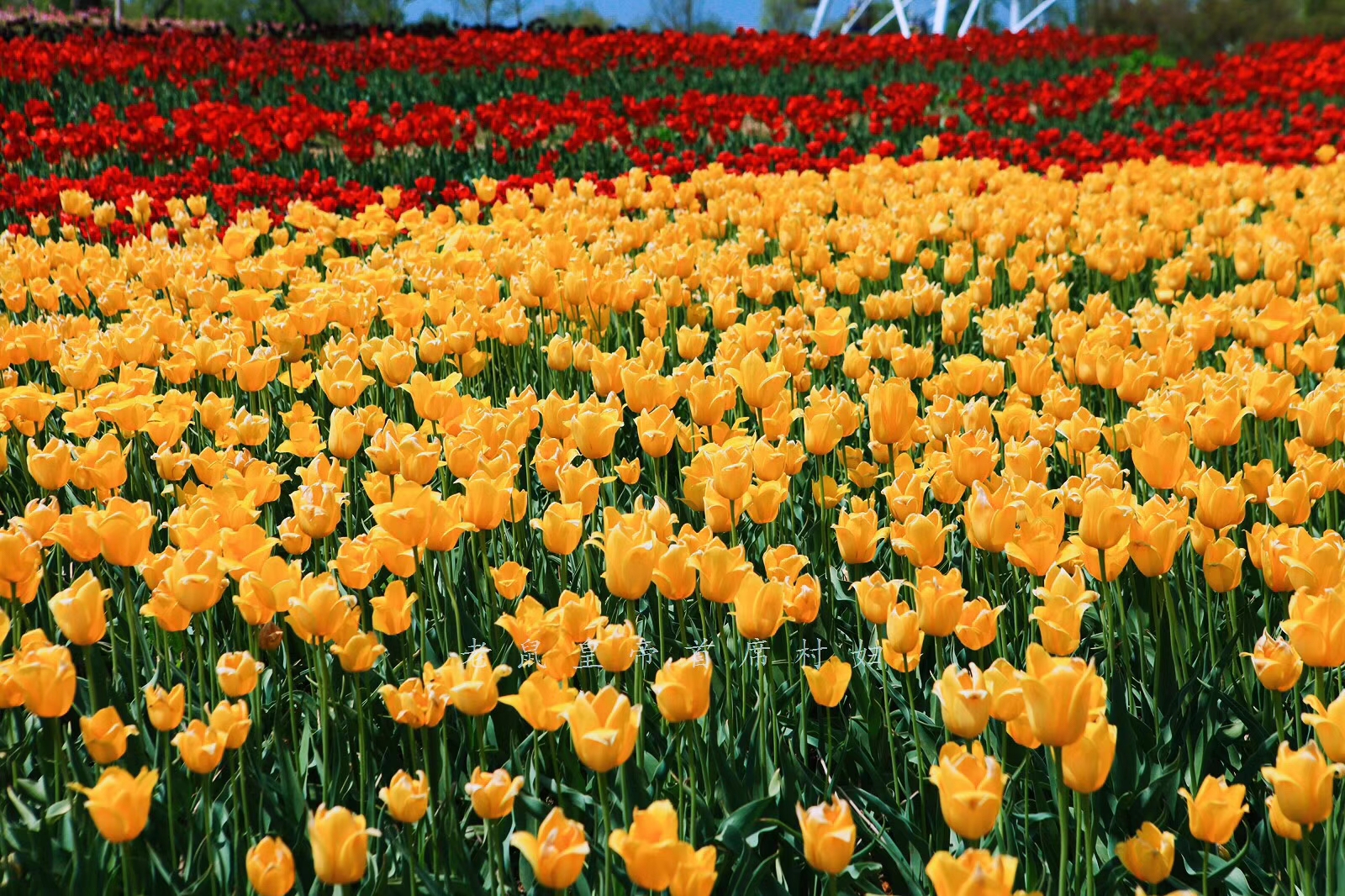 郁金香是荷兰的国花代表永恒的爱,为什么荷兰要把郁金香定为国花