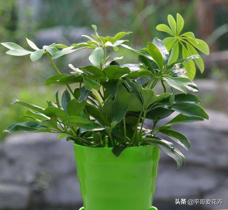 夏天养花怎么避免虫子,养花预防虫子病害视频教程