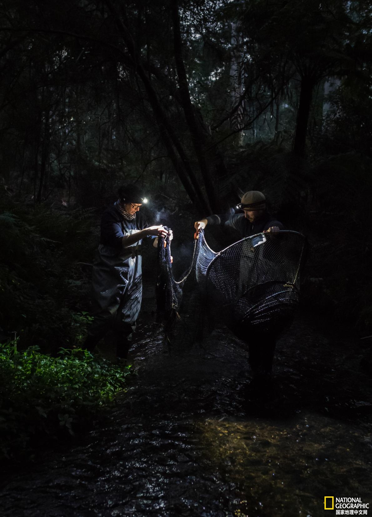 鸭嘴兽可能还存在吗,鸭嘴兽有毒为什么还要濒临灭绝